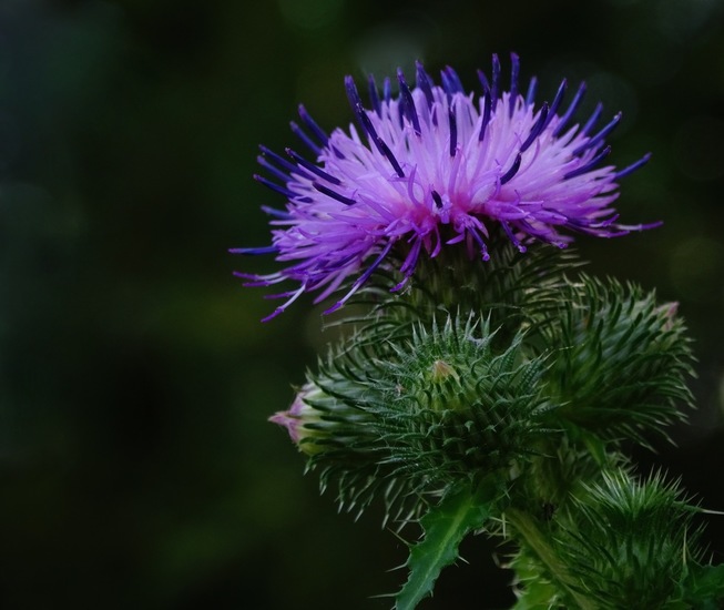 Dongen begin juli 2017