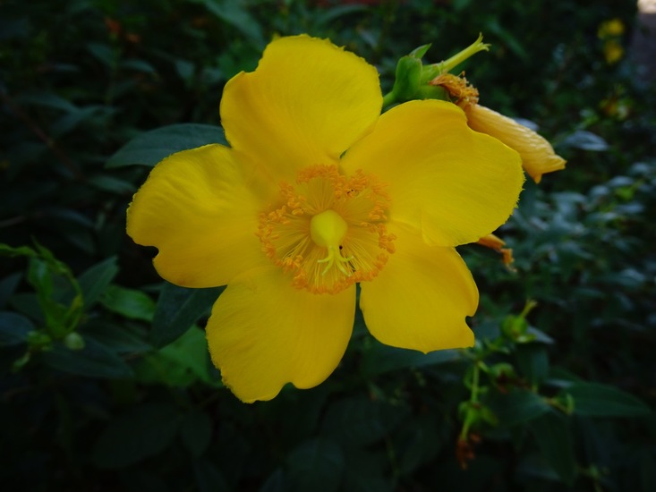 Dongen begin juli 2017