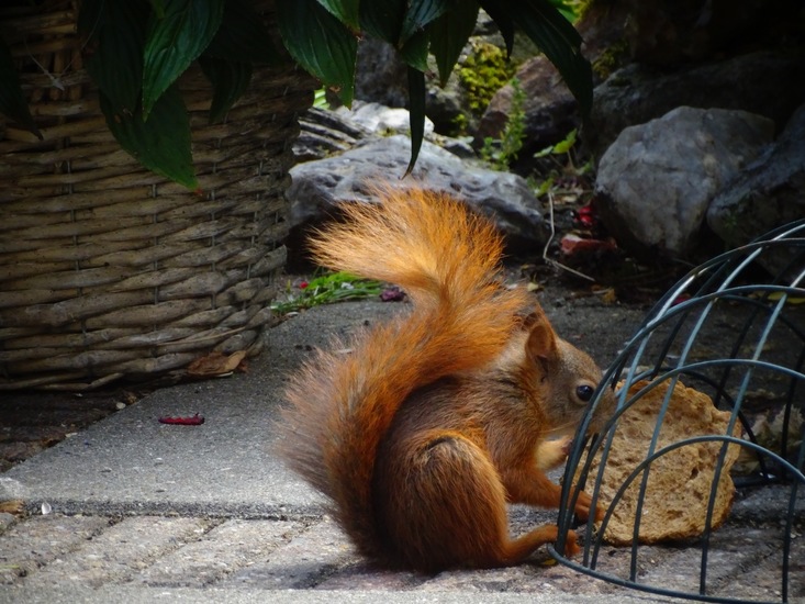 Dongen begin juli 2017