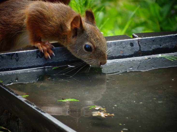 Dongen begin juli 2017