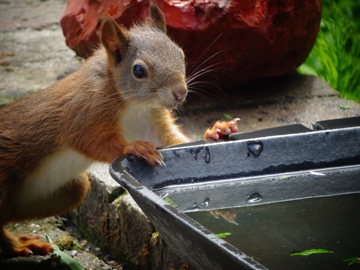 Dongen begin juli 2017