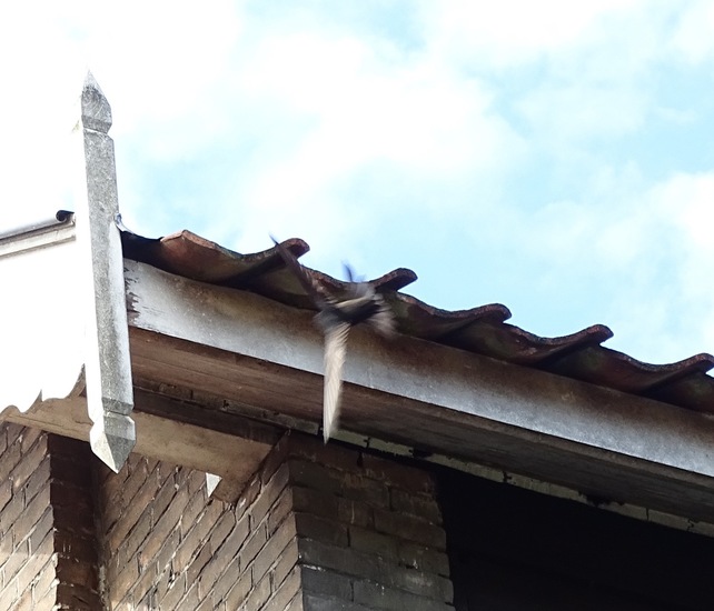 Dongen begin juli 2017