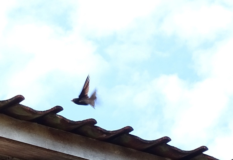 Dongen begin juli 2017