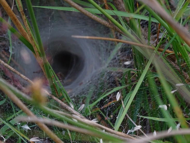 Holletje van spin.