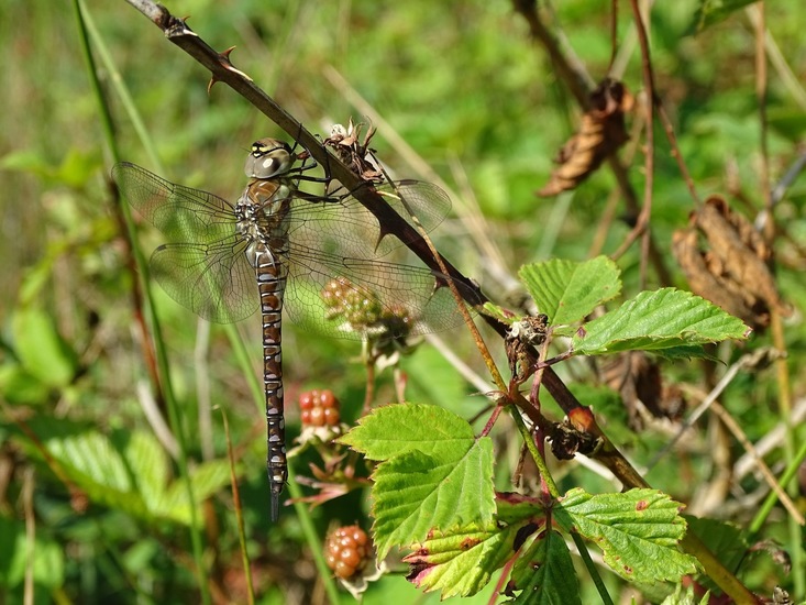 Vrouwtje paardebijter.