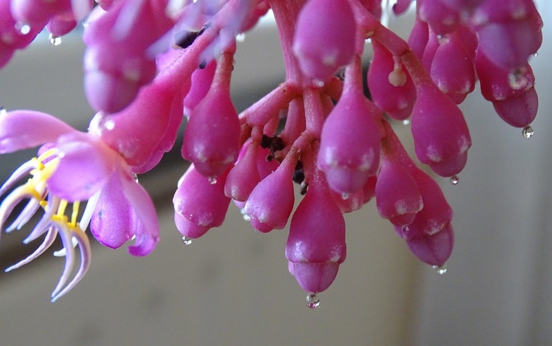 Medinilla.