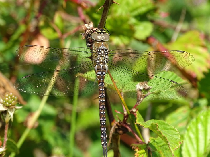 Vrouwtje paardebijter.