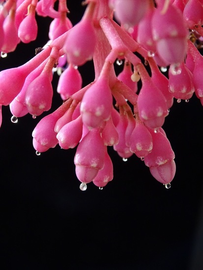 Medinilla.