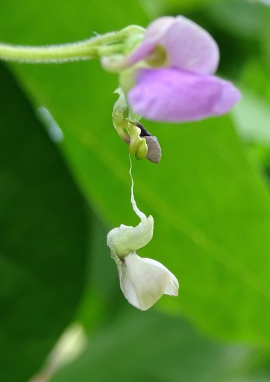 Fragiel of iets anders?