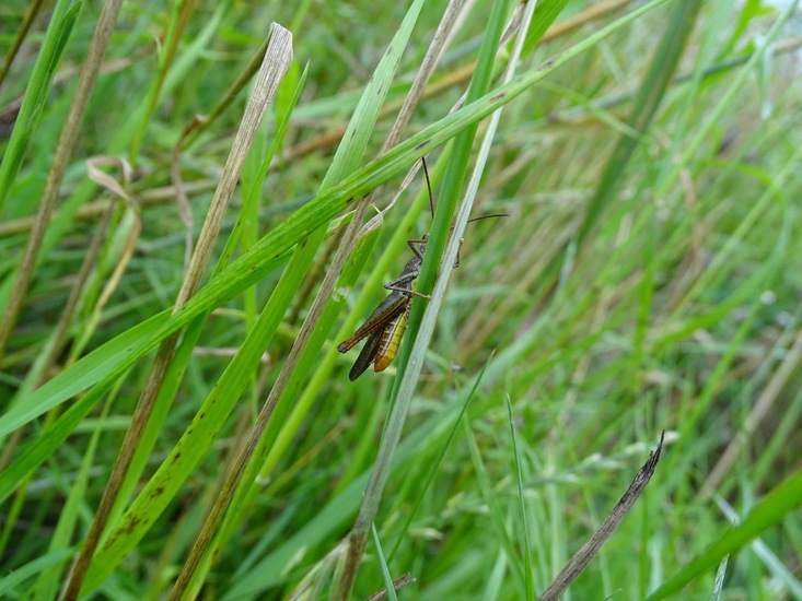 Veldje bij Dorst.