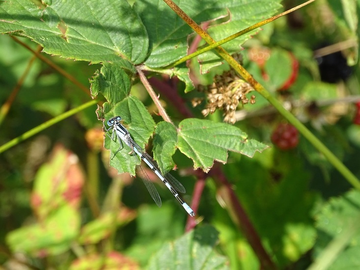 surae begin aug. 2017