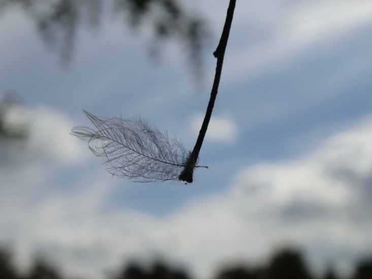 surae begin aug. 2017