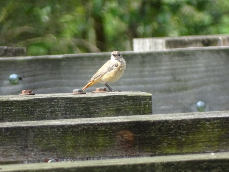 surae begin aug. 2017