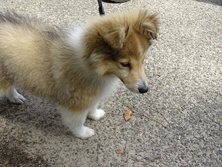 surae begin aug. 2017