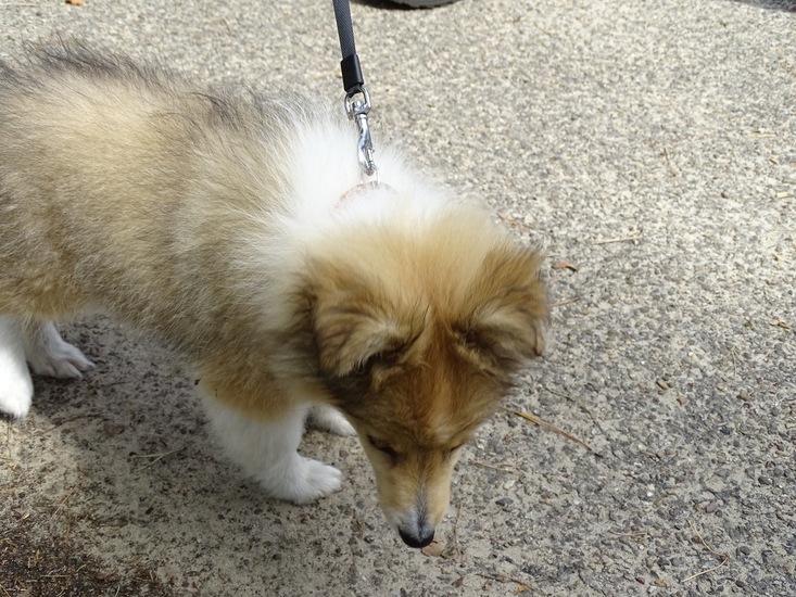 surae begin aug. 2017