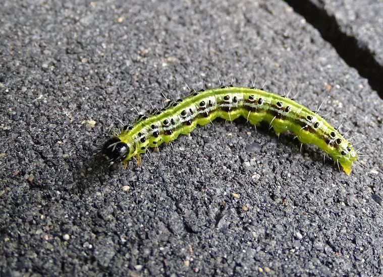 Rups van de buxusmot.