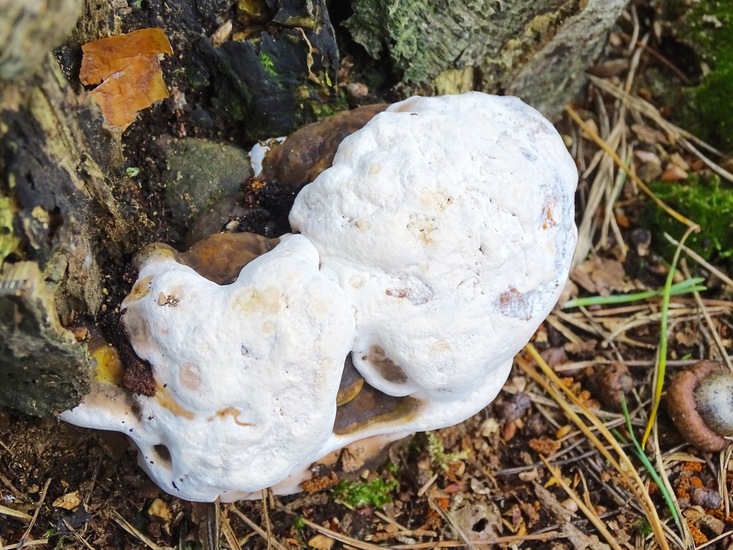 Militair oefenterrein.