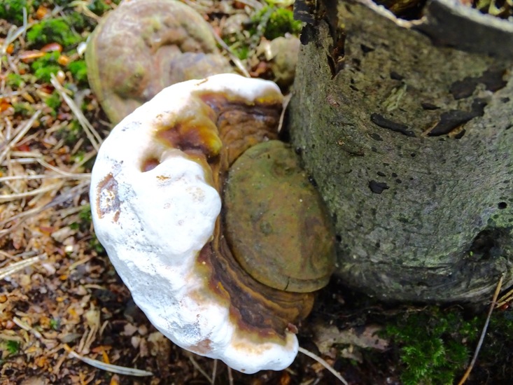 Militair oefenterrein.