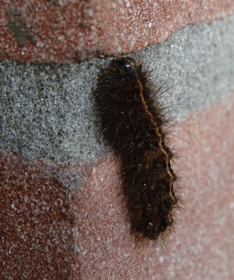 Rups van de Witte Tijger.