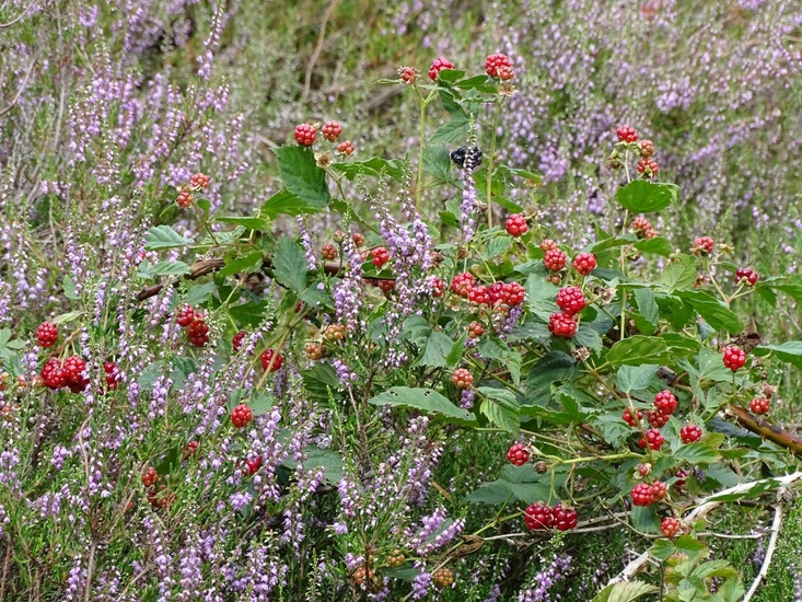 Militair oefenterrein.