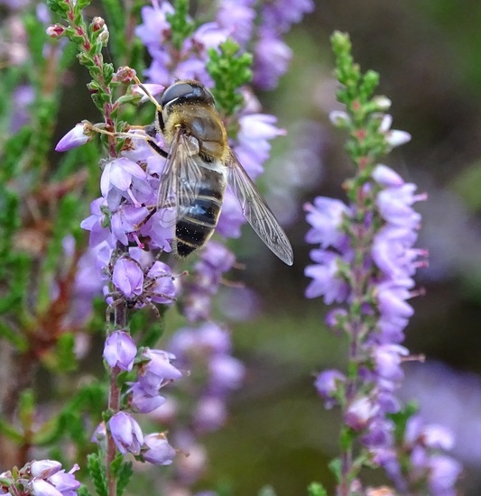 Militair oefenterrein.