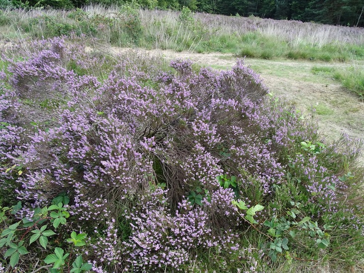 Militair oefenterrein.