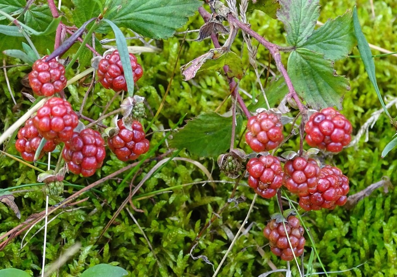 Militair oefenterrein.