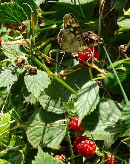 Militair oefenterrein.
