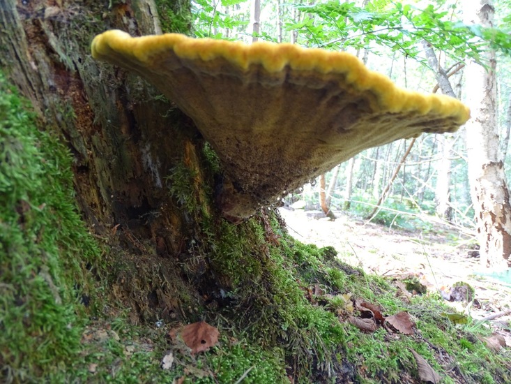 Begin aug. 2017 Surae.