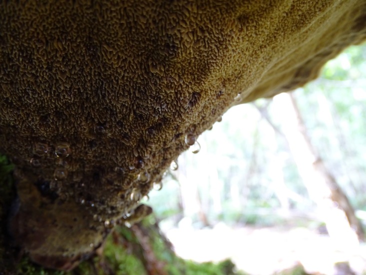 Begin aug. 2017 Surae.