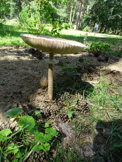 Begin aug. 2017 Surae.