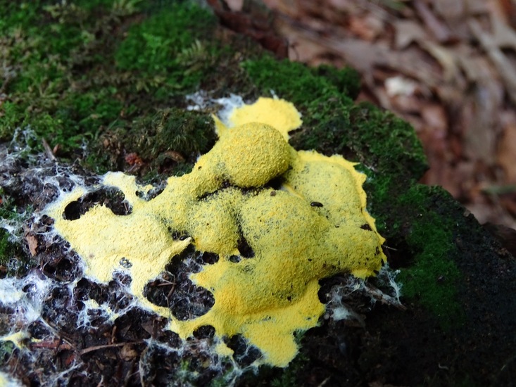 Begin aug. 2017 Surae.