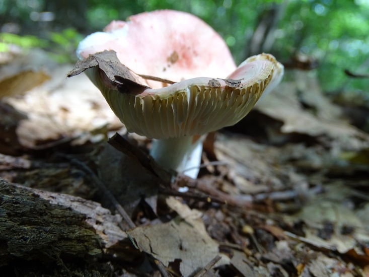 Begin aug. 2017 Surae.