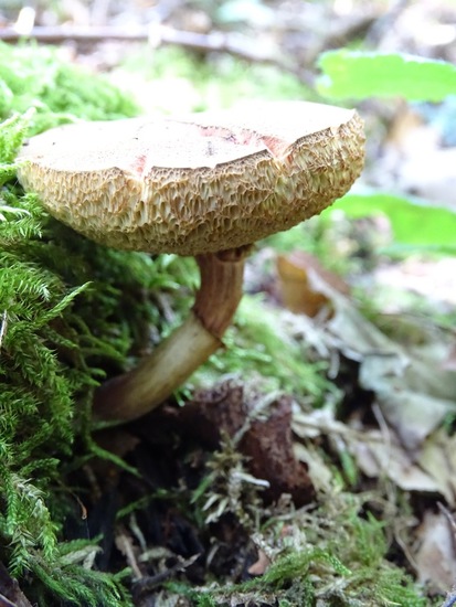 Begin aug. 2017 Surae.