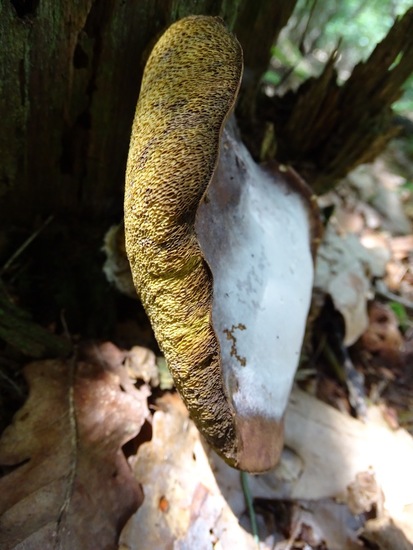 Begin aug. 2017 Surae.