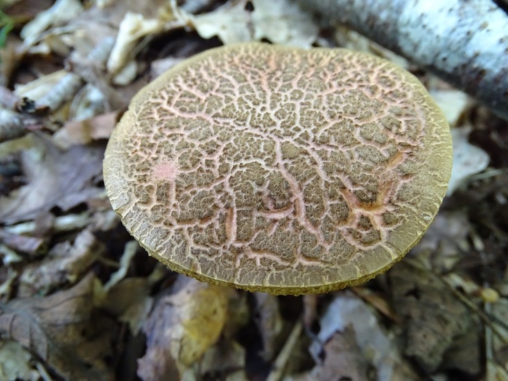 Begin aug. 2017 Surae.