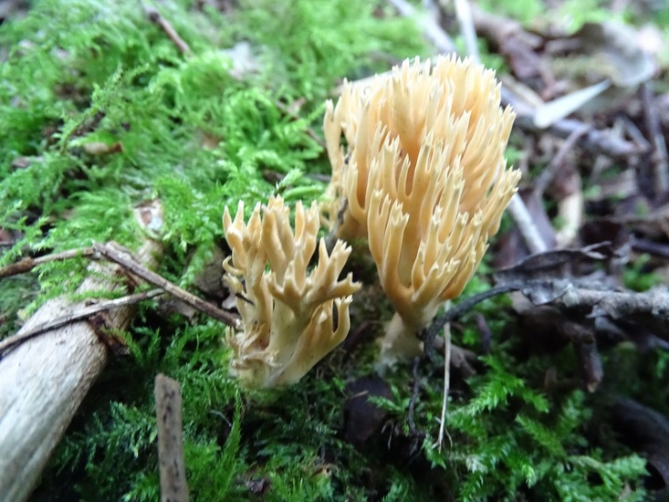 Begin aug. 2017 Surae.