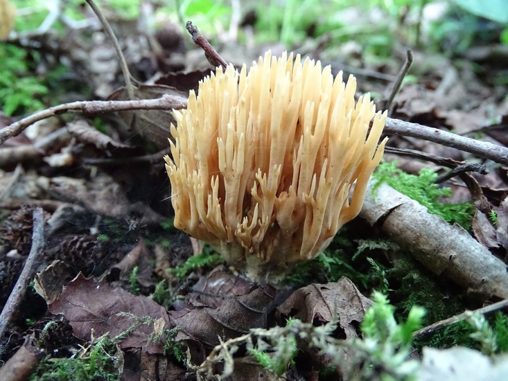 Begin aug. 2017 Surae.