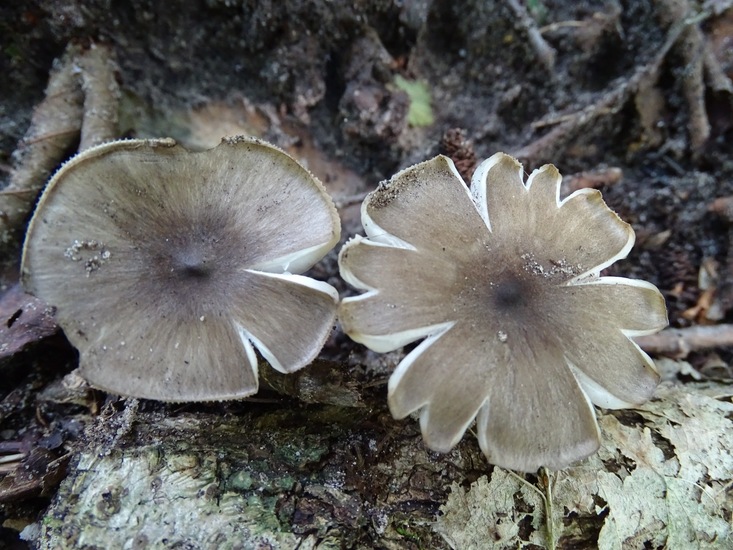 Begin aug. 2017 Surae.