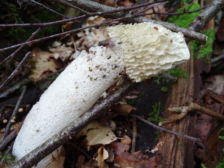 Begin aug. 2017 Surae.