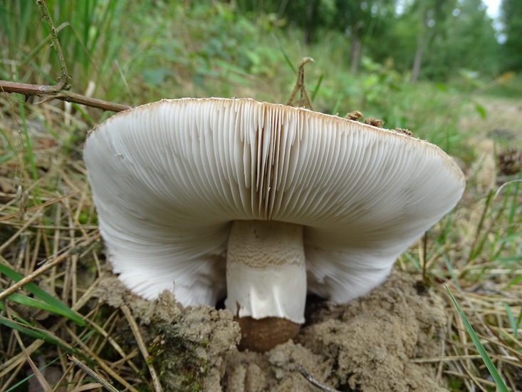 Begin aug. 2017 Surae.