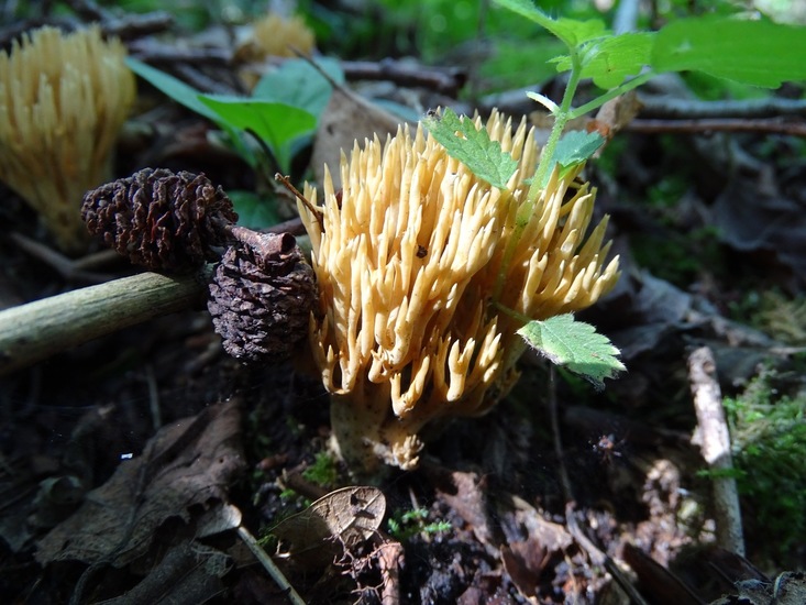 Begin aug. 2017 Surae.