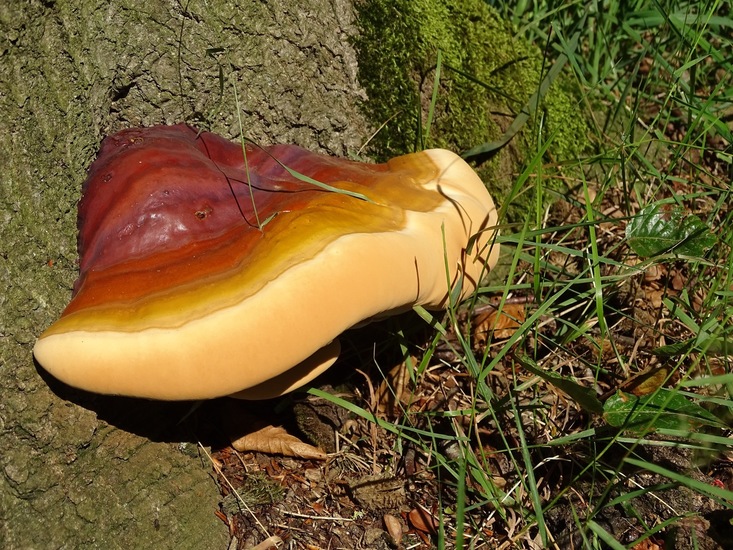 Begin aug. 2017 Surae.