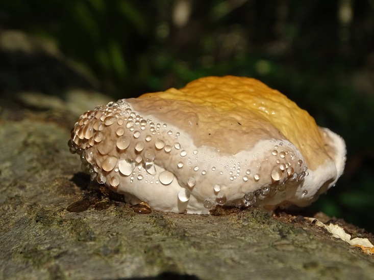 Begin aug. 2017 Surae.