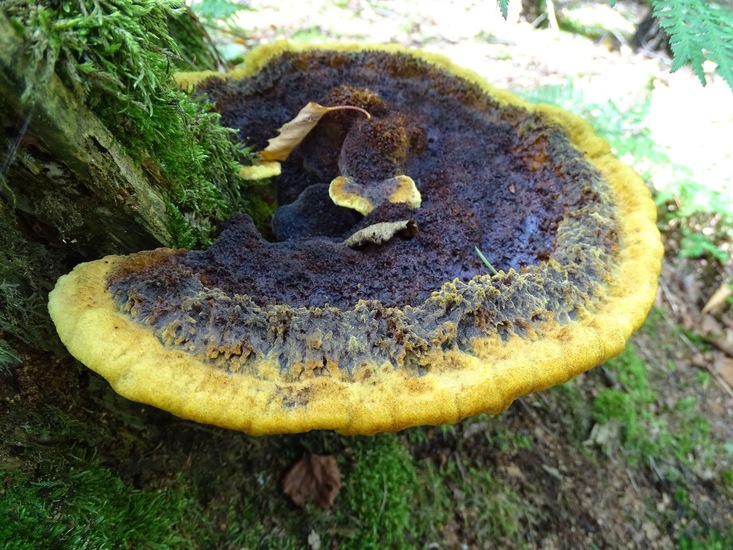 Begin aug. 2017 Surae.