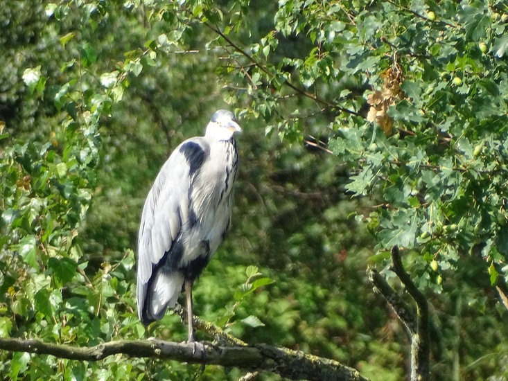 Begin aug. 2017 Surae.