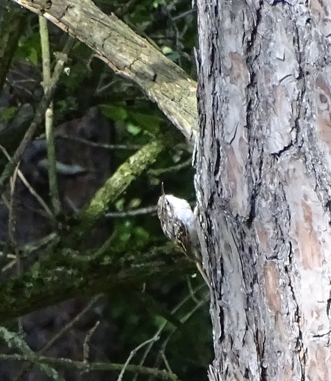 Begin aug. 2017 Surae.