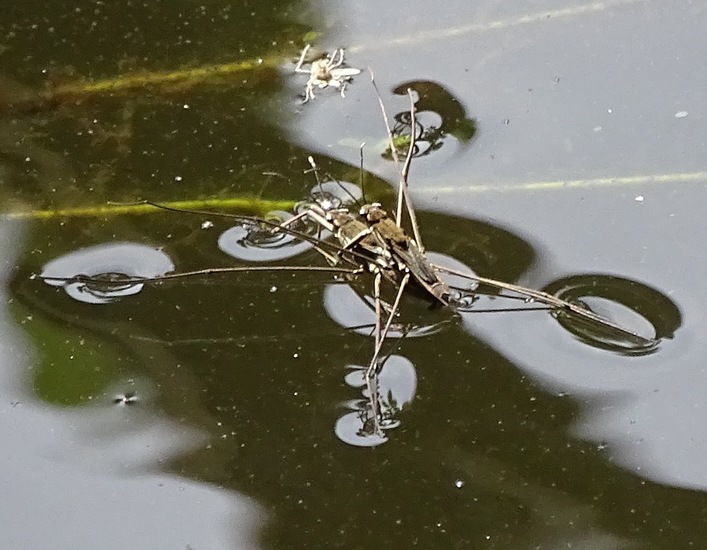 Begin aug. 2017 Surae.