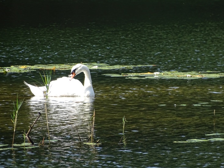 Begin aug. 2017 Surae.