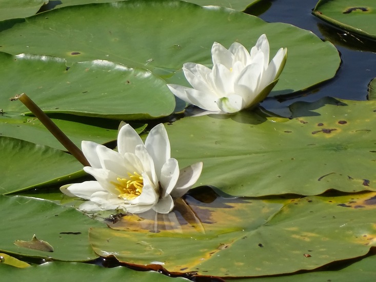 Begin aug. 2017 Surae.